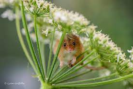 Harvest Mouse Trying To Hide D61 2475 3 Jpg Cute Animals Animals Wild Animals Beautiful