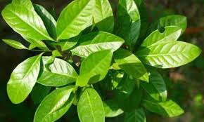 Maybe you would like to learn more about one of these? Daun Salam Obat Tekanan Darah Tinggi Archives Desa Dero