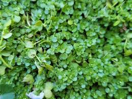 Image result for Callitriche