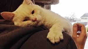 "Choose Me!" Shelter Cat Jumped On a Guy's Shoulders To Get Adopted