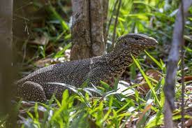 Can You Have A Komodo Dragon As A Pet Wildlife Informer