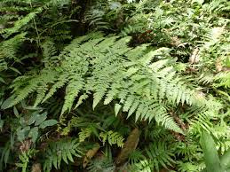 Image result for Microlepia speluncae