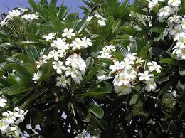 Plumeria Obtusa Care Transplanters Sunshine Coast Brisbane South East Queensland Qld Australia