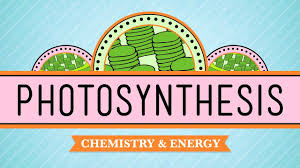 Photosynthesis Crash Course Biology 8