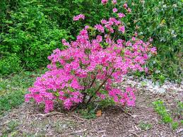 Willowwood Arboretum Azaleas Rhododendrons Grows Under Pine Trees Doesn T Require Regular Water Organic Raised Garden Beds Flowering Shrubs Rhododendron