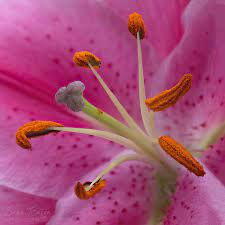 Closeup Of A Stargazer Lily Macro Photography Flowers Macro Flower Stargazer Lily