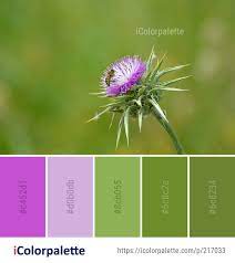 Color Palette Ideas From Silybum Thistle Flower Image Thistle Flower Flower Images Flowers