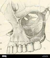 Image result for Maxillary Bone