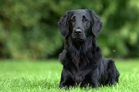 They will be k c registered, vet checked, microchipped, wormed, insured and come with a week supply of food. Flat Coated Retriever Breed Information Lifetime Pet Cover