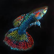 Am I Colorful Guppy Fish Tropical Fish Tanks Freshwater Aquarium Fish