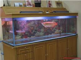 20 cara merawat ikan hias di akuarium dengan mudah! Ini Dia Cara Merawat Ikan Arwana Dalam Akuarium Yang Benar