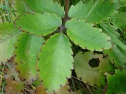 Kalanchoe Pinnata En 2020 Plantas Plantas Crasas Plantas Medicinales