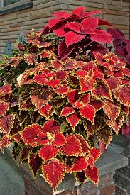 Image result for Coleus rhodesianum