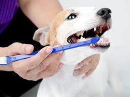 Plaque starts to build up after 48 hours. The Best Dog Toothpaste Dental Chews Toothbrush And More