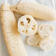 Image result for Luffa