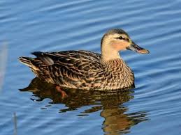 Mottled Duck Identification All About Birds Cornell Lab Of