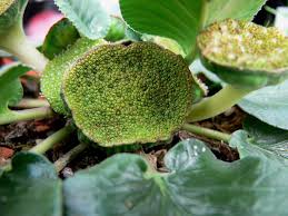 Image result for Dorstenia schliebenii
