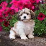 Shichon 101: Everything You Need to Know About This Breed ...