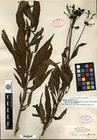 Image result for Dolichopentas