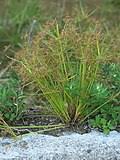 Image result for Cyperus tenuispica