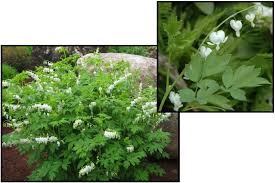 Image result for Dicentra spectabilis alba