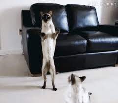 Tastefully Offensive Gifs Best Cat Gifs Cats Cat Facts