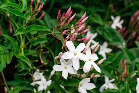 Image result for Jasminum meyeri-johannis