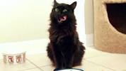 Long Haired Black Kitten