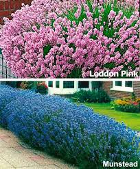 Molto interessanti sono le siepi di quando la siepe da giardino ha funzione protettiva, sono consigliate le piante spinose. Siepi Fiorite Idee Green
