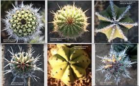 Cactus Snowflakes Cactus Snowflakes Cacti And Succulents
