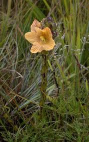 Image result for Alectra orobanchoides