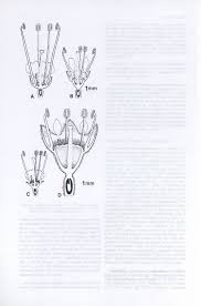 Image result for Combretum schumannii