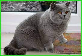 Namun seperti namanya, bulunya cenderung lebih pendek dari ras kucing shorthair yang lainnya. Kucing British Shorthair Karakteristis Dan Fakta Menarik Dunia Fauna Hewan Binatang Tumbuhan Dunia Fauna Hewan Binatang Tumbuhan