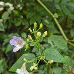 Image result for Mimulopsis