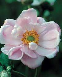 Fall Blooming Anemones Finegardening Partial Shade Plants Fall Plants Fine Gardening