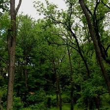 Glen Woods Towson University Towson University Towson Photo