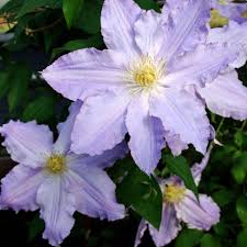 Clematis vancouver™ cotton candy (aka vancouver cotton candy) clematis vancouver™ danielle (aka vancouver danielle) clematis vancouver™ daybreak (aka vancouver daybreak) The Ultimate Clematis Roundup