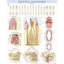 Dental assisting coloring book is an interactive tool designed as both a study ai. Dental Anatomy Poster 22 X 28 Inches Laminated By Vincent Perez Target