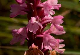 Image result for Satyrium crassicaule