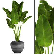 3d Banana Tree Model 3d Mili Download 3d Model Free 3d Models 3d Model Download Potted Plants Outdoor Plants Patio Plants