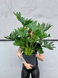 We did not find results for: Philodendron Bipinnatifidum Vs Selloum Cerpen