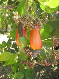 Gajus Is Cashew Apple A Fruit Originally Native To Brazil Now Widely Grown In The Tropics Buah Kebun