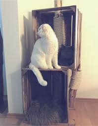 Natur Kratzbaum Alte Obstkisten Dickes Sisalseil Und Ein Uriger Baumstamm Berta Bringt Dir Ein Stuck Gelebte Geschicht Alte Obstkisten Obstkisten Kratzbaum