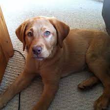 These adorable pups are available for adoption in detroit, michigan. Fox Red Lab Keely Our Princess With Green Eyes Fox Red Lab Fox Red Labrador Red Lab