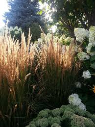 Backlit Ornamental Grasses Calamagrostis Acutiflora Karl Foerster Keeping Company With Limelight H Hydrangea Landscaping Grasses Garden Limelight Hydrangea