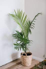 How To Grow Majesty Palms Indoors Majesty Palm Indoor Palm Trees Plant Decor
