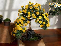 Mame and pottery artist haruyosi (japan). My Virtual Garden Chrysanthemum Festival 2018 Ii