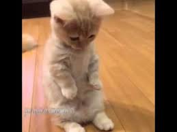 Namaz Kilan Kedi Youtube