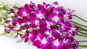 How To Care For Dendrobium Orchid Wonder Gardens