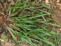 Image result for Axonopus